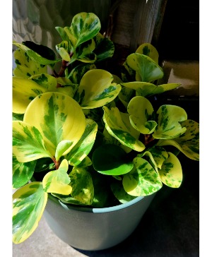 Peperomia Obtusifolia 