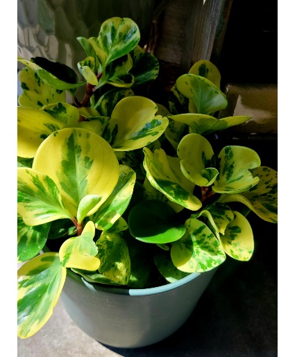 Peperomia Obtusifolia 