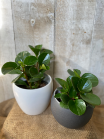 Peperomia Obtusifolia plants in pots 