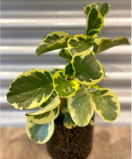 Peperomia B Nest Plants