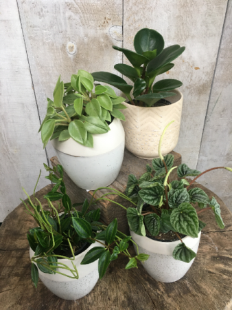 Peperomia Plants - Assorted Plant