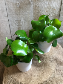 Peperomia Raindrop  5" Diameter Plant in Pot
