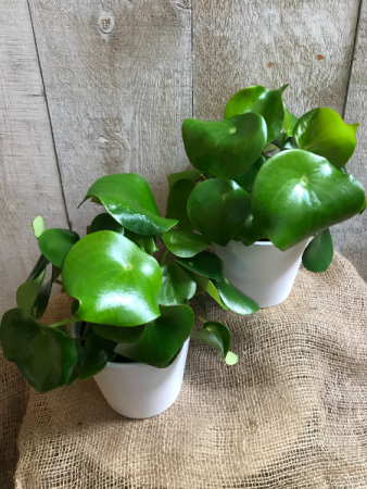 Peperomia Raindrop  5" Diameter Plant in Pot