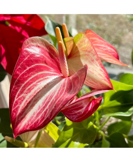 Peppermint Anthurium Plant in Decorative Tin