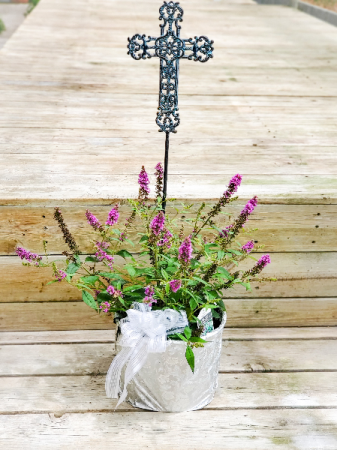 Perennial Butterfly Bush  