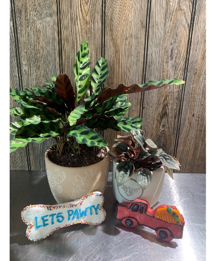 Pet friendly Plant bundle