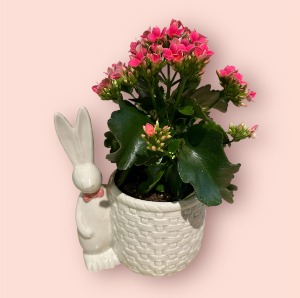 Easter Peter Rabbit  4" Kalanchoe plant in ceramic pot