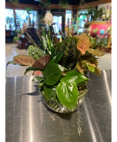 Petite Ceramic Dish Garden 