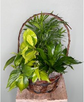 Petite Dish Garden 