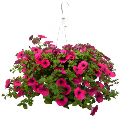 Hanging Outdoor Plant  Basket