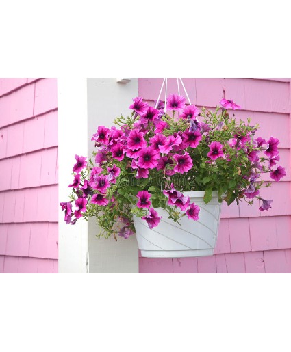 Petunia Hanging Basket