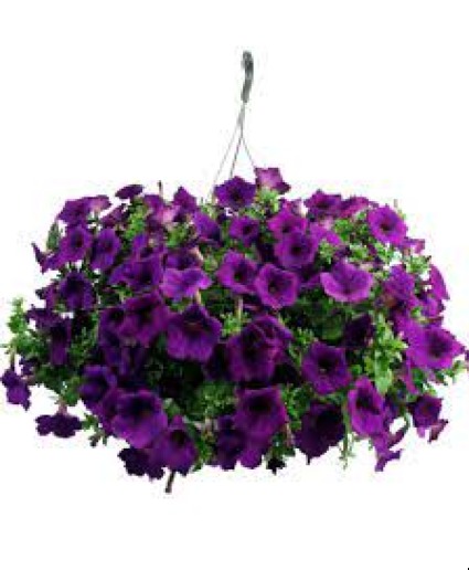 Petunia Hanging Basket (Color May Vary) 