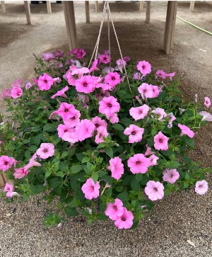 Petunia Hanging Basket 