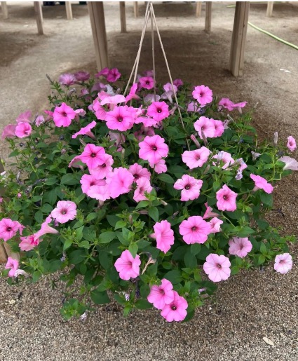 Petunia Hanging Basket 