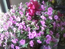 petunia hanging basket outdoor plant