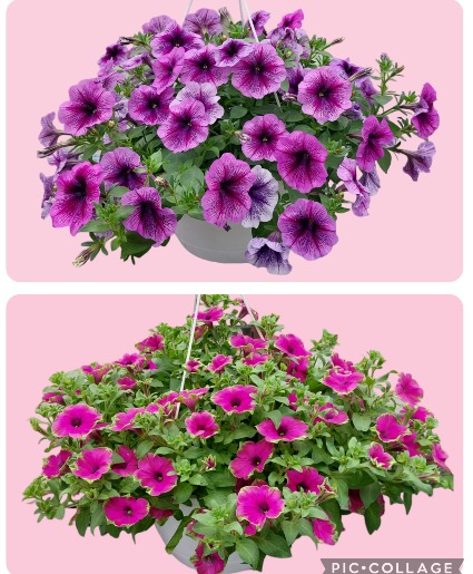 10" Petunia Hanging Basket With Bow & Butterfly Outdoor Plant