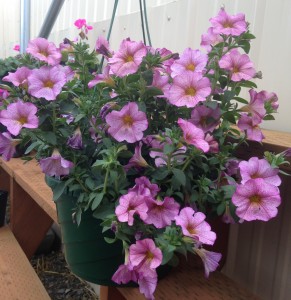 Petunia sensation  Outdoor hanging basket