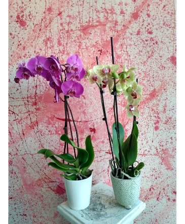 PHALAENOPSIS ORCHID BLOOMING PLANT in Hampstead, NC | Surf City Florist