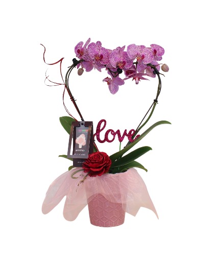 Phalaenopsis Heart 