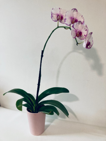 Phalaenopsis Orchid (18" - 20") Potted Plant