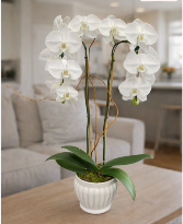 Phalaenopsis Orchid/ 2 Stems Lifestyle Arrangement