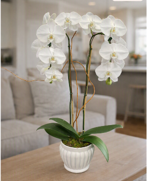 Phalaenopsis Orchid/ 2 Stems Lifestyle Arrangement