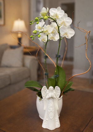 Phalaenopsis Orchid / 2 Stems Lifestyle Arrangement