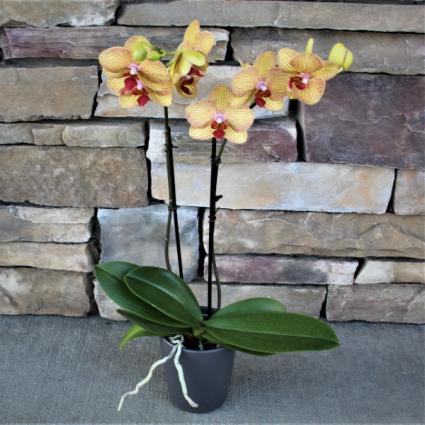 Phalaenopsis Orchid 4 blooming plant