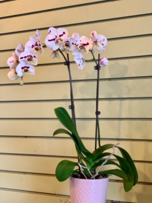 Phalaenopsis Orchid 