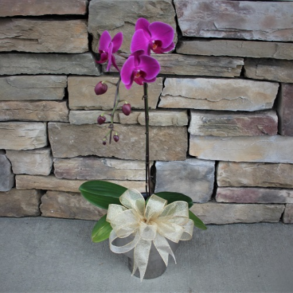 Phalaenopsis Orchid