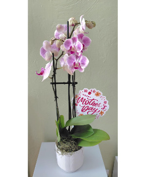 Phalaenopsis Orchid 