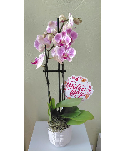 Phalaenopsis Orchid 