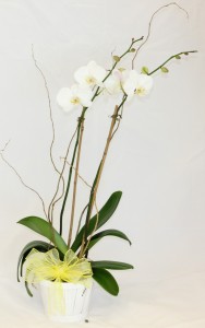 Phalaenopsis Orchid Blooming Plant in basket