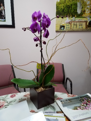 Phalaenopsis Orchid Blooming Plant