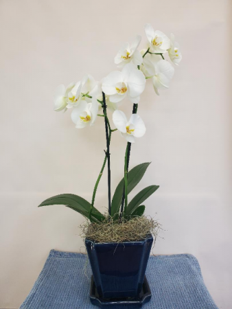 Orchid (color will vary) Blooming Plant