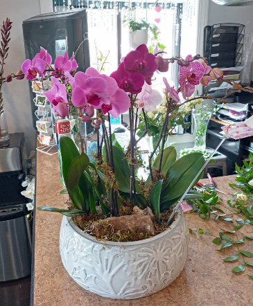 Phalaenopsis Orchid  Designer's Choice in Glastonbury, CT | THE FLOWER DISTRICT