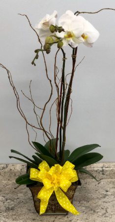 Phalaenopsis Orchid In Brown Metal Container Plant