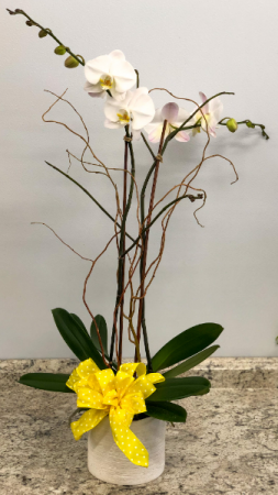 Phalaenopsis Orchid In Ceramic Container Plant