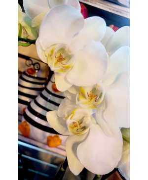 Phalaenopsis Orchid In Pot 