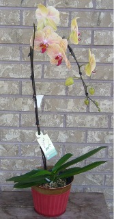 PHALAENOPSIS ORCHID Indoor Blooming Plant