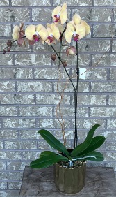 PHALAENOPSIS ORCHID Indoor Blooming Plant