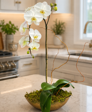 Phalaenopsis Orchid /SPECIAL Lifestyle Arrangement