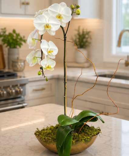Phalaenopsis Orchid  Lifestyle Arrangement