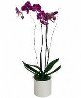 Phalaenopsis Orchid Plant