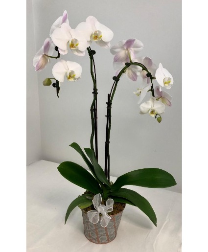 Phalaenopsis Orchid Plant