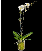 Phalaenopsis White Orchid Plant Plant