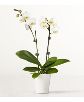 Phalaenopsis Orchid Plant