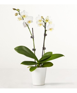 Phalaenopsis Orchid Plant