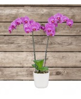 Phalaenopsis Orchid Plant 