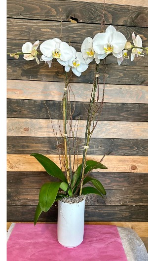 Phalaenopsis Orchid  potted plant